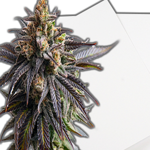 Buy Cannabis-Infused Paper Online